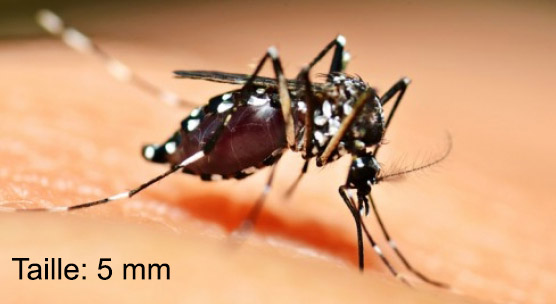 mosquito tigre